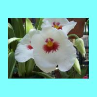 Conservatory 022.jpg